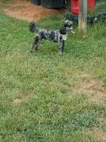 Cru-Ella, a female Poodle - Miniature  for sale in Haddock, GA – Photo 7 of 7
