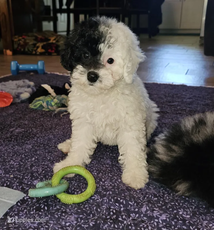 Cru-Ella – Poodle - Miniature  puppy for sale in Haddock, GA