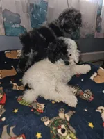 Cru-Ella, a female Poodle - Miniature  for sale in Haddock, GA – Photo 5 of 7