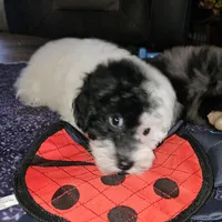 Cru-Ella, a female Poodle - Miniature  for sale in Haddock, GA – Photo 2 of 7