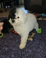 Cru-Ella, a female Poodle - Miniature  for sale in Haddock, GA – Photo 3 of 7