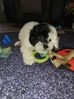 Cru-Ella, a female Poodle - Miniature  for sale in Haddock, GA – Photo 4 of 7