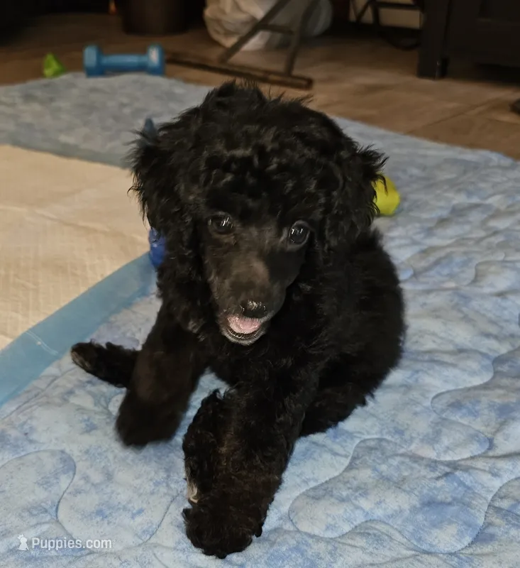 Mayze – Poodle - Miniature  puppy for sale in Haddock, GA