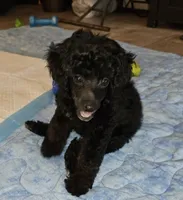 Mayze, a female Poodle - Miniature  for sale in Haddock, GA – 1 of 7