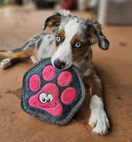 MAXIM, a male Toy Australian Shepherd for sale in Haddock, GA – 3 of 4