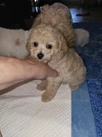 Jordy, a male Poodle - Miniature  for sale in Haddock, GA – 3 of 5