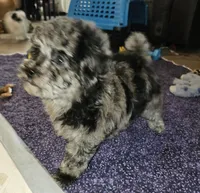 BRIEDA, a female Poodle - Miniature  for sale in Haddock, GA – Photo 2 of 5