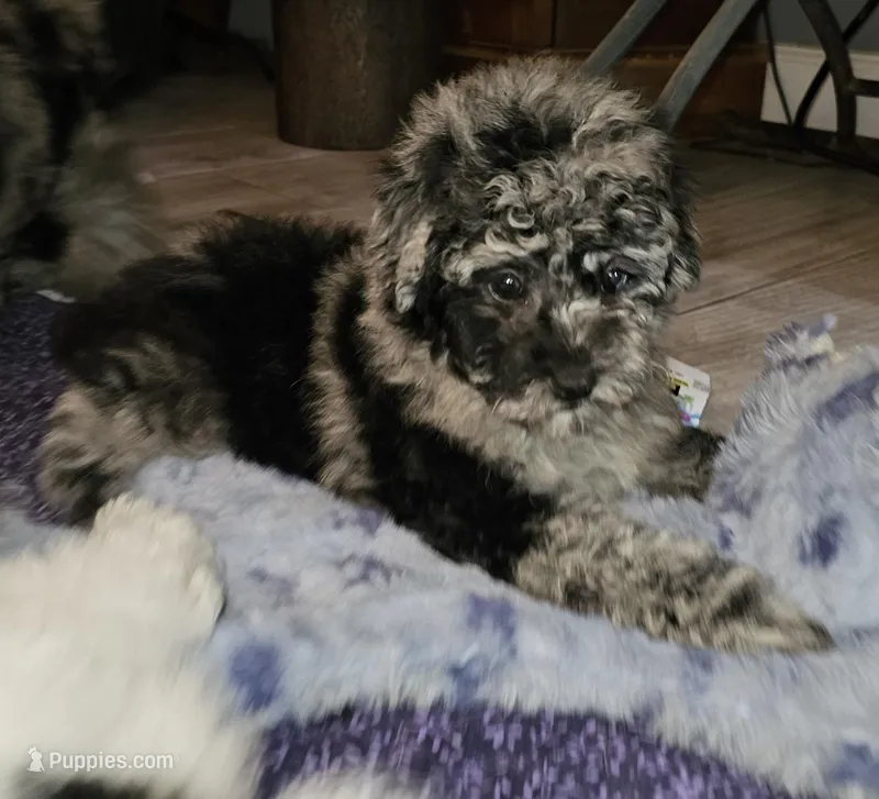 BRIEDA – Poodle - Miniature  puppy for sale in Haddock, GA