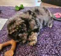 BRIEDA, a female Poodle - Miniature  for sale in Haddock, GA – Photo 3 of 5