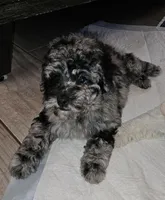 BRIEDA, a female Poodle - Miniature  for sale in Haddock, GA – Photo 4 of 5