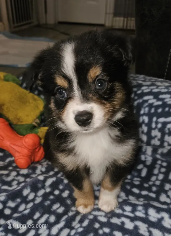 Busy – Toy Australian Shepherd puppy for sale in Haddock, GA