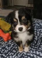 Busy, a female Toy Australian Shepherd for sale in Haddock, GA – 1 of 5
