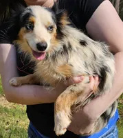 Freckles, a female Toy Australian Shepherd for sale in Haddock, GA – 5 of 6