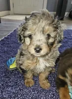Suri, a female Aussiedoodle for sale in Haddock, GA – Photo 2 of 6