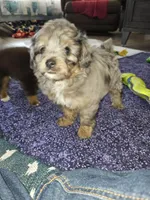 Suri, a female Aussiedoodle for sale in Haddock, GA – Photo 4 of 6