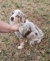 Suri, a female Aussiedoodle for sale in Haddock, GA – Photo 5 of 6