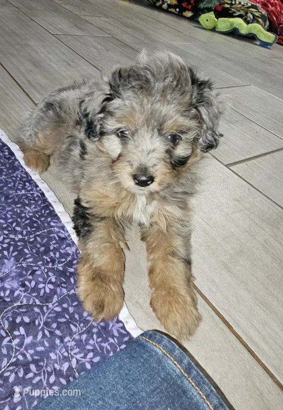 Suri – Aussiedoodle puppy for sale in Haddock, GA
