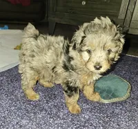 Suri, a female Aussiedoodle for sale in Haddock, GA – Photo 3 of 6