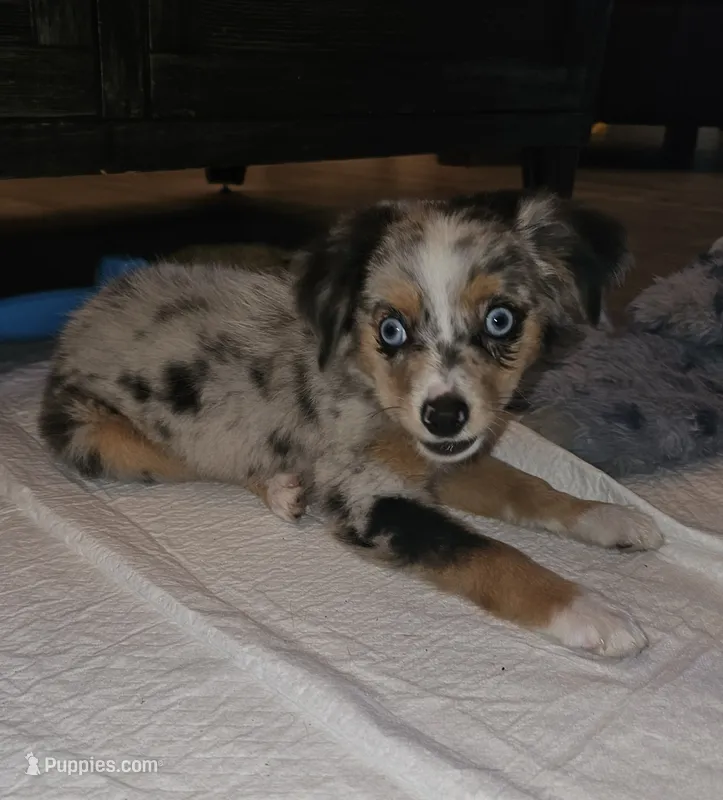 Salem – Toy Australian Shepherd puppy for sale in Haddock, GA
