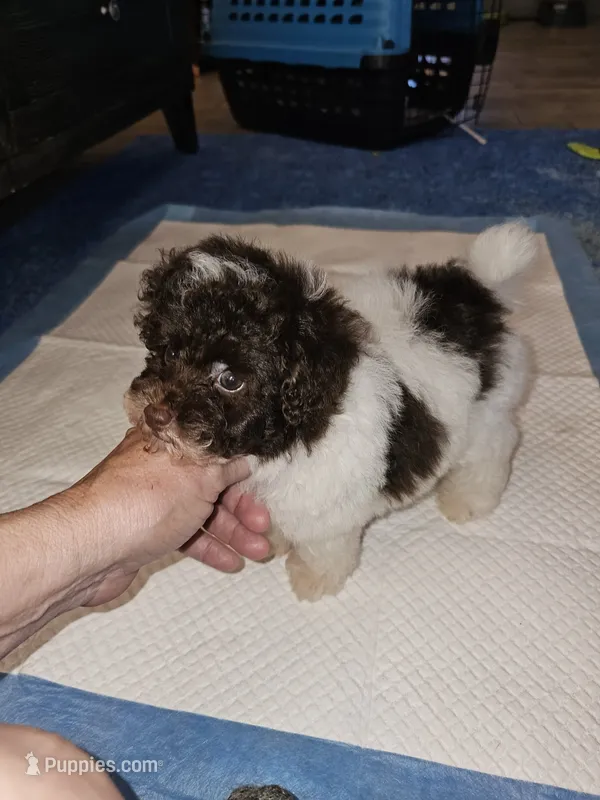 Cowboy – Poodle - Toy  puppy for sale in Haddock, GA