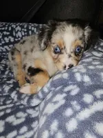 Salem, a female Toy Australian Shepherd for sale in Haddock, GA – 3 of 6