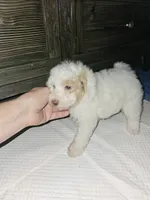 Simon, a male Poodle - Miniature  for sale in Haddock, GA – 3 of 5