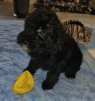 Mayze, a female Poodle - Miniature  for sale in Haddock, GA – 4 of 7