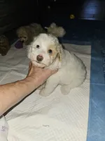 Simon, a male Poodle - Miniature  for sale in Haddock, GA – 2 of 5