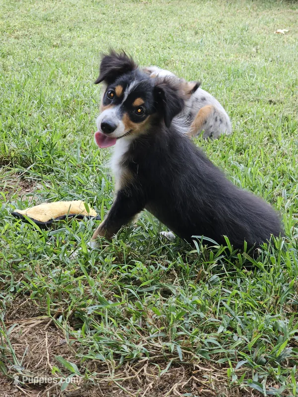 Busy – Toy Australian Shepherd puppy for sale in Haddock, GA