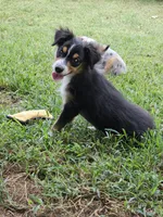 Busy, a female Toy Australian Shepherd for sale in Haddock, GA – 2 of 2