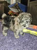 FREYA, a female Poodle - Miniature  for sale in Haddock, GA – Photo 2 of 4