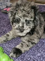 FREYA, a female Poodle - Miniature  for sale in Haddock, GA – Photo 4 of 4