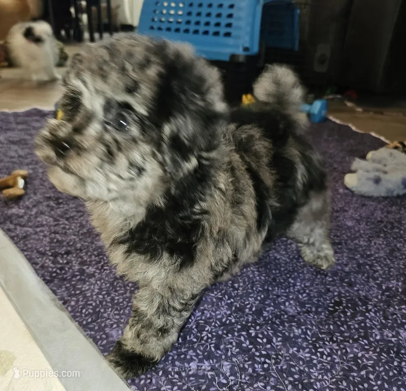 FREYA – Poodle - Miniature  puppy for sale in Haddock, GA