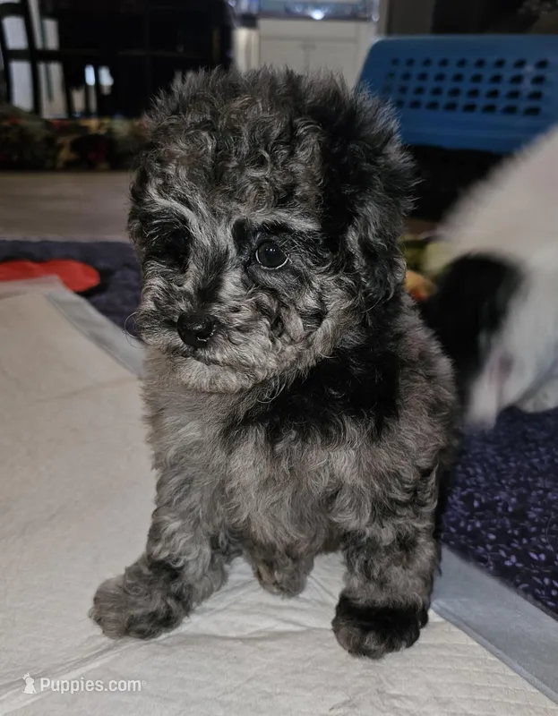 FREYA – Poodle - Miniature  puppy for sale in Haddock, GA