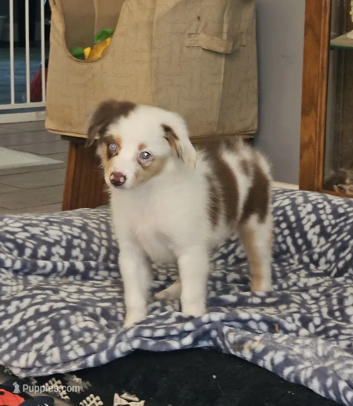 Freckles – Toy Australian Shepherd puppy for sale in Haddock, GA