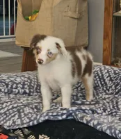 Freckles, a female Toy Australian Shepherd for sale in Haddock, GA – 1 of 6