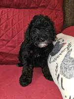 Mayze, a female Poodle - Miniature  for sale in Haddock, GA – 3 of 7