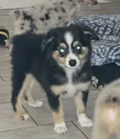 Quigley, a male Toy Australian Shepherd for sale in Haddock, GA – 2 of 6