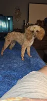 Jordy, a male Poodle - Miniature  for sale in Haddock, GA – 5 of 5