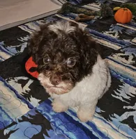 Cowboy, a male Poodle - Toy  for sale in Haddock, GA – 2 of 8