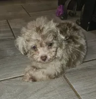 JIMI, a male Poodle - Toy  for sale in Haddock, GA – 2 of 8