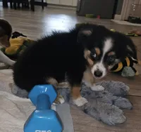 Quigley, a male Toy Australian Shepherd for sale in Haddock, GA – 4 of 6