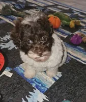 Cowboy, a male Poodle - Toy  for sale in Haddock, GA – 3 of 8