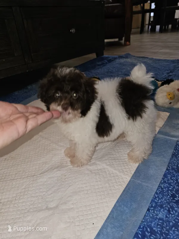 Cowboy – Poodle - Toy  puppy for sale in Haddock, GA