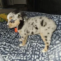 Salem, a female Toy Australian Shepherd for sale in Haddock, GA – 2 of 6