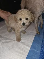 Jordy, a male Poodle - Miniature  for sale in Haddock, GA – 2 of 5