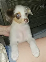 Freckles, a female Toy Australian Shepherd for sale in Haddock, GA – 4 of 6