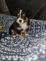 Busy, a female Toy Australian Shepherd for sale in Haddock, GA – 3 of 5