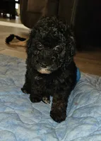 Mayze, a female Poodle - Miniature  for sale in Haddock, GA – 1 of 7