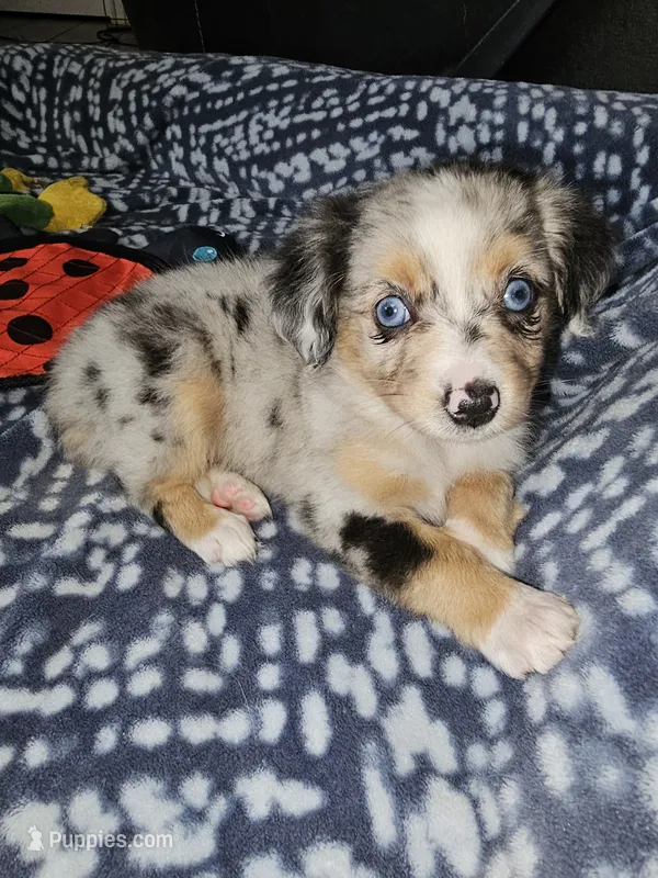 Salem – Toy Australian Shepherd puppy for sale in Haddock, GA